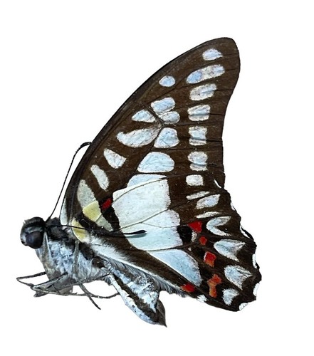 Graphium doson papered - graphium,