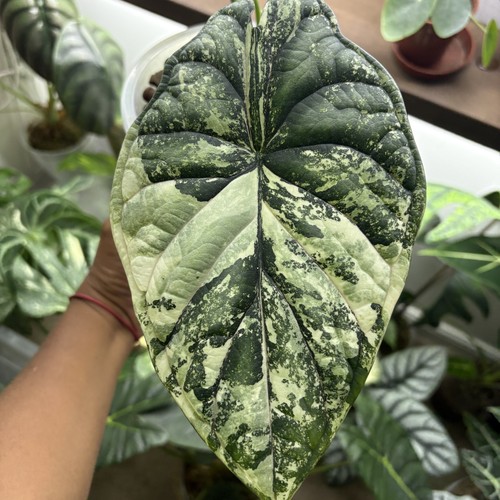 Alocasia dragon scale albo - alocasia,