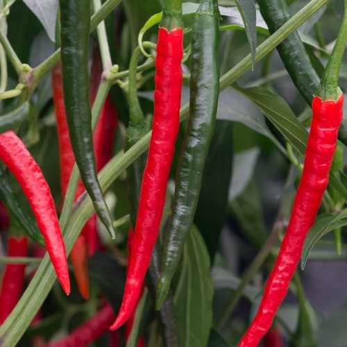 Chilli pepper chiang - chilli,