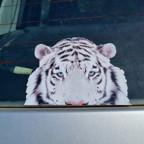 Cute white bengal - cute,