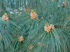 Himalayan White Pine (Pinus