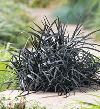 Ophiopogon planiscapus - ophiopogon,