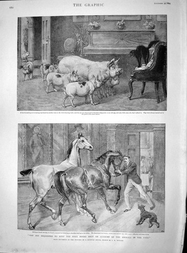 Old antique print - print, 1895