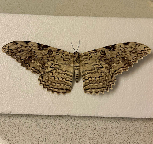 Entomology huge white witch - huge,