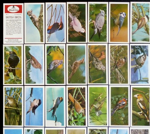 British birds military - british, /