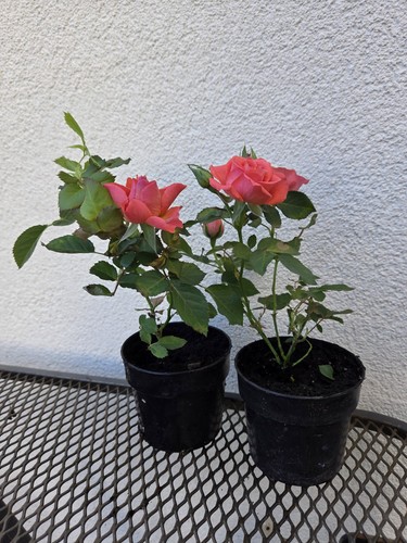 Rose potted plant - potted,