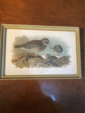 Framed Vintage Bird Lithograph
