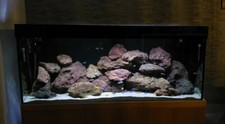 Aquarium rock fish - aquarium, tank