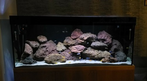 Aquarium rock fish - fish, tank