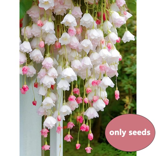 100pcs begonia semperflorens - 100pcs,