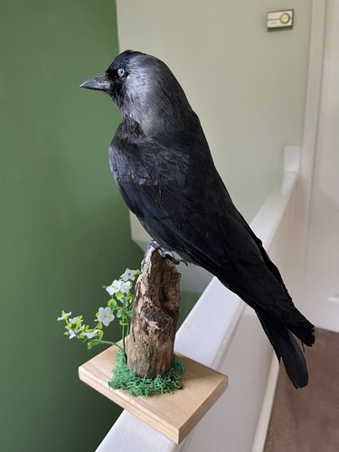 Taxidermy stunning corvid this - taxidermy,