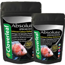 Cloverleaf African Cichlid