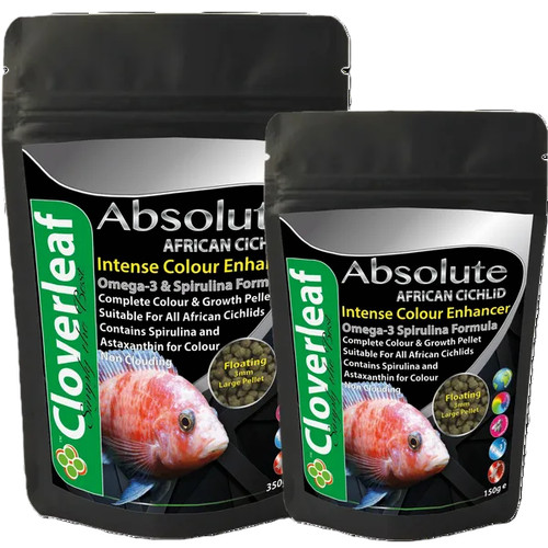 Cloverleaf african cichlid - african,