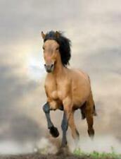 Premier Lay Bets Horse Racing