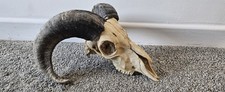 Beautiful Ram Skull taxidermy art craft tattoo Curio Sheep Skull film 