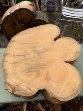 Huge Leylandii Live Edge