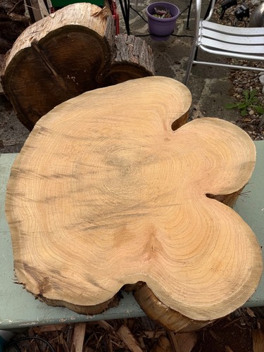 Huge leylandii live edge - huge,