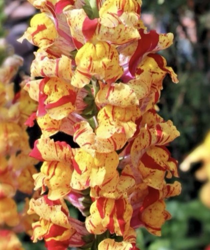 Snapdragon brightonrock - snapdragon,