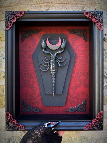 Framed giant scorpion - framed, insect