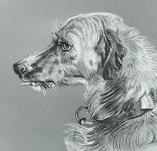 Deerhound head engraved print - deerhound,
