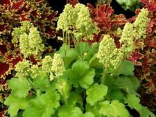Heuchera Little Cutie