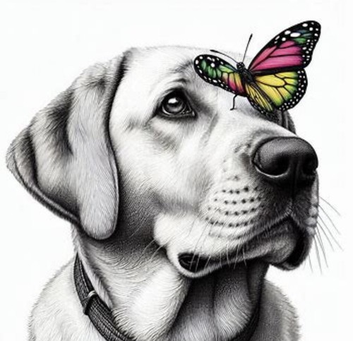 Golden labrador cross - (76),