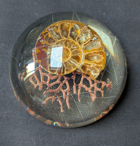 Vintage ammonite fossil - ammonite,