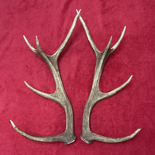 Pair red deer - pair,