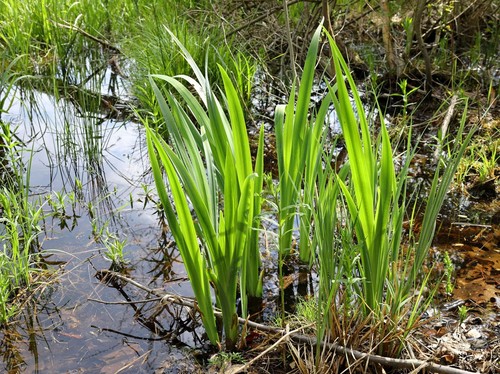 Acorus calamus - , (sweet