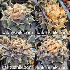 Ariocarpus ret mix 20seeds - ,