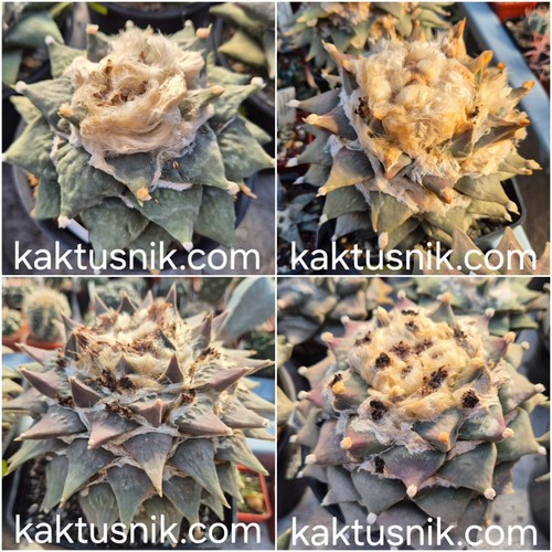 Ariocarpus ret mix 20seeds - ariocarpus,