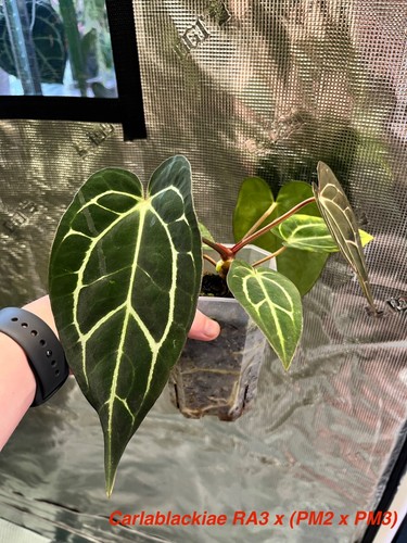 Anthurium carlablackiae ra3 - carlablackiae, x