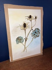 Botanical Watercolour,  Un
