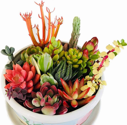 Assorted succulent cuttings - succulent,
