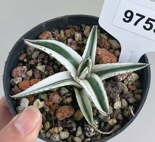 10pcs wholesale agave - wholesale,