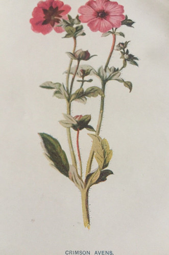 Antique print crimson avens - antique,