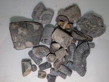 Mixed Fossil Job Lot -