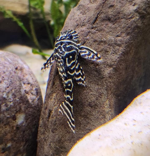 L129 zebra pleco - l129,