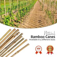 2ft -6Ft Thick Bamboo Canes