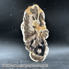 Polished palm tree petrified