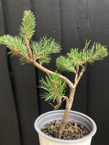 Scott pine bonsai - bonsai,