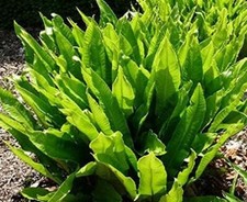Hardy fern asplenium - fern,