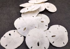 Florida Keyhole Sand Dollar