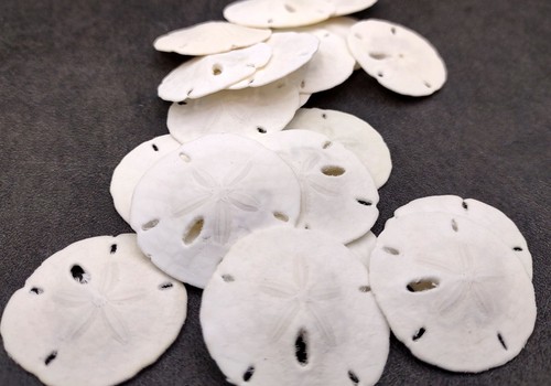 Florida keyhole sand - sand, dollar