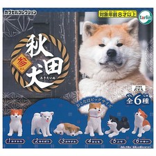 Japanese Akita Inu Dog and