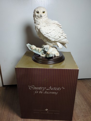 Snowy owl rocks with - on, snow