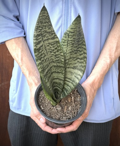 Tall rooted live - 18”,