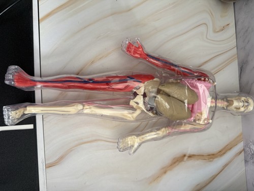 Human anatomy model - human,