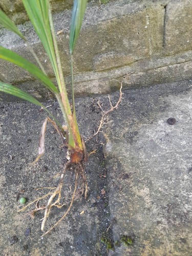 Trachycarpus fortunei palm - fortunei,