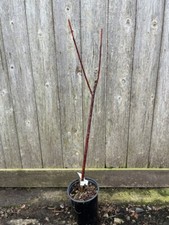 Violet Willow Tree - Salix daphnoides - Winter Interest Purple Stem 40/60cm (2L)